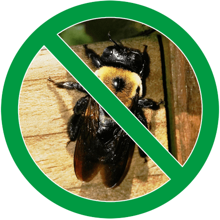No Bee
