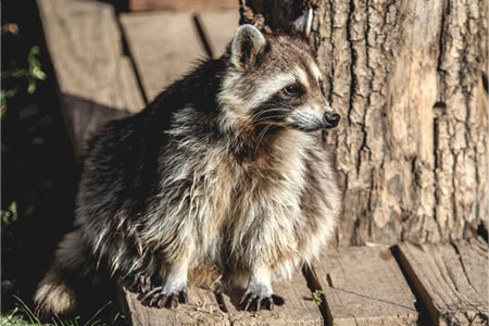Image of a raccoon, symbolizing that Northern Pest removes nuisance wildlife.