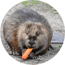 Image of a beaver eating a carrot; Northern Pest humanely traps and removes beavers from your property.