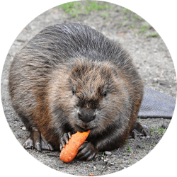 beaver