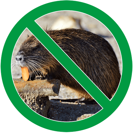 Image of a beaver in green circle slash icon; Northern Pest humanely traps and removes beavers.