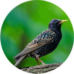 starling bird