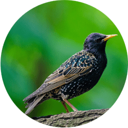 Image of a bird; Northern Pest humanely removes birds from your property.