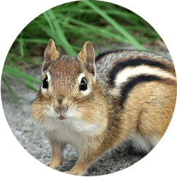 Image of a chipmunk; Northern Pest removes chipmunks and squirrels from your home.