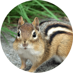 Chipmunk Trapping, Removal & Repairs