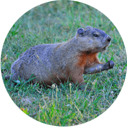 Image of a groundhog; Northern Pest traps and removes groundhogs from your property.