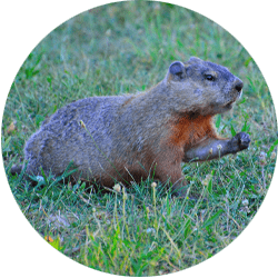 groundhogs