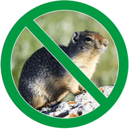 Image of a groundhog in green circle slash icon; Northern Pest traps and removes groundhogs.