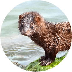 Image of a mink by the water; Northern Pest traps and removes mink and muskrats.