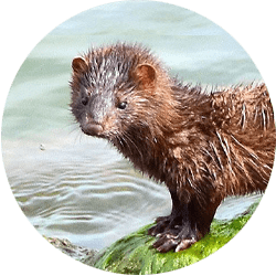 muskrat