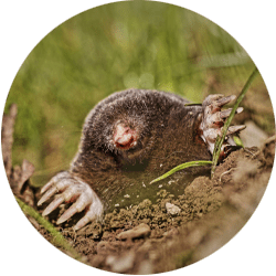 Image of a mole; Northern pest removes and controls moles.