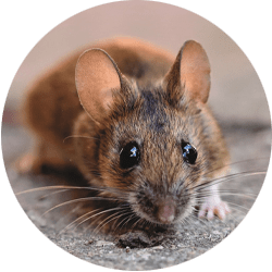 Image of a mouse, Northern Pest safely and effectively removes mice and rats.