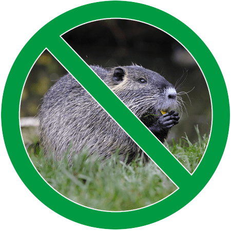 Image of a muskrat eating in green circle slash icon; Northern Pest traps and removes muskrats and mink from your property.