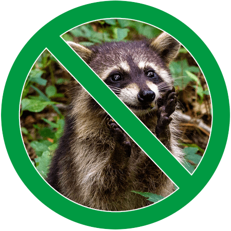 Image of a raccoon in green circle slash icon; Northern Pest removes nuisance raccoons.