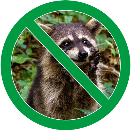 raccoons