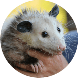 Image of an opossum being held by a technician; Northern Pest humanely traps and removes opossums from your home.
