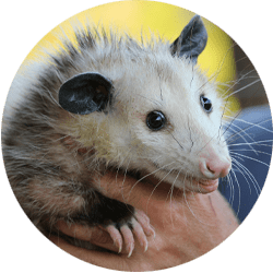 opossums