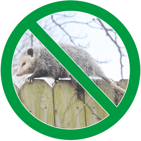 Image of an opossum climbing a fence in green circle slash icon; Northern Pest humanely traps and relocates opossums.