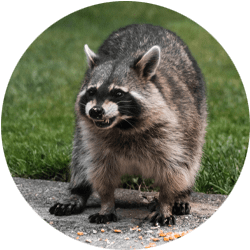Image of a raccoon in a defensive position; Northern Pest humanely traps and removes raccoons.
