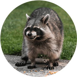 raccoons