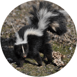 Image of a skunk; Northern Pest safely traps and removes skunks.