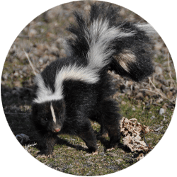 skunk