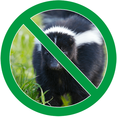 Image of a skunk in green circle slash icon; Northern Pest traps and removes skunks.