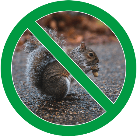 Image of a squirrel in green circle slash icon; Northern Pest traps and removes squirrels and chipmunks.