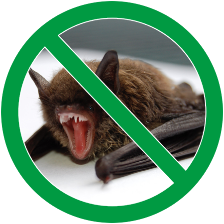 Image of a bat in green circle slash icon; Northern Pest humanely evicts bats from your home.