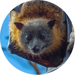 Image of a bat; Northern Pest safely evicts bats from your attic.