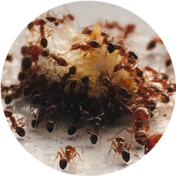 Image of a colony of ants feeding; Northern Pest effectively treats your home for ants.