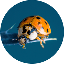 Image of a lady bug on a leaf; Northern Pest treats ladybugs and Asian lady beetles.