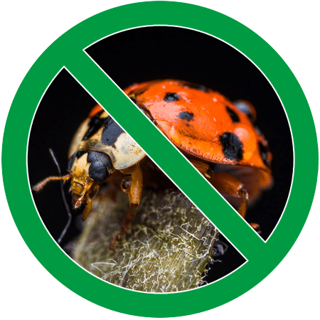 Image of a lady bug in green circle slash icon; Northern Pest treats ladybugs and Asian lady beetles.
