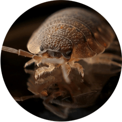 Up close image of a bed bug; Northern Pest safely and effectively exterminates bed bugs.