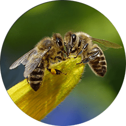 Image of two bees pollinating; Northern Pest safely removes Carpenter Bees and Honey Bees.