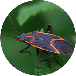 Image of a boxelder bug on a leaf; Northern Pest effectively treats boxelder bugs.