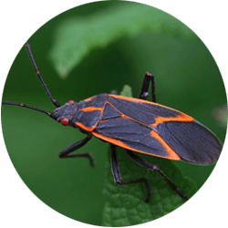 boxelder bug