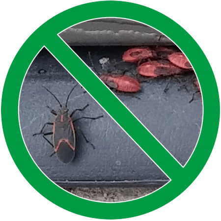 Image of cluster of boxelder bugs in green circle slash icon; Northern Pest effectively treats boxelder bugs.