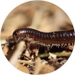 Image of a crawling centipede; Northern Pest treats centipedes, millipedes, and sowbugs.