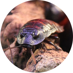 Image of a cockroach; Northern Pest safely exterminates cockroaches from your home.