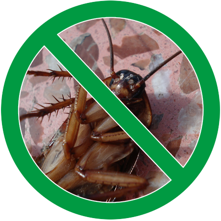 Image of a cockroach in green circle slash icon; Northern Pest safely exterminates cockroaches from your home.