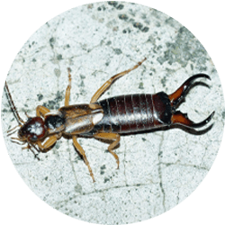 earwigs