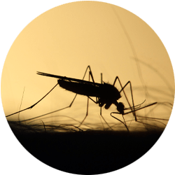 Image of a mosquito on human skin; Northern Pest effectively treats mosquitoes and ticks.