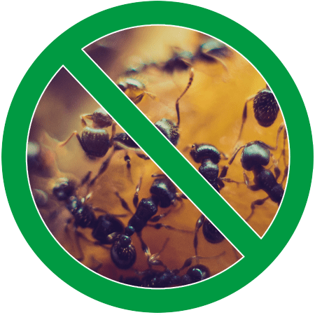 No Ants