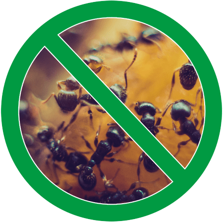 Image of an ant colony in green circle slash icon; Northern Pest effectively treats your home for ants.