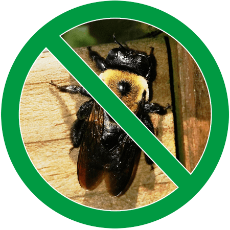 Image of a bee in green slash icon; Northern Pest safely removes problematic Carpenter Bees and Honey Bees.