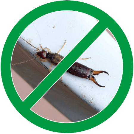 earwigs