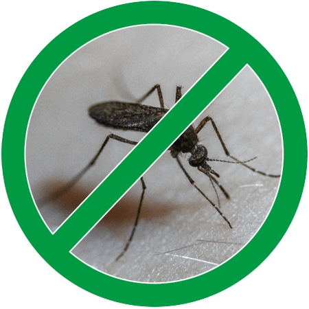 No mosquito
