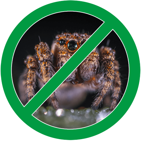 Up close image of a spider in green circle slash icon; Northern Pest safely and effectively treats spiders.