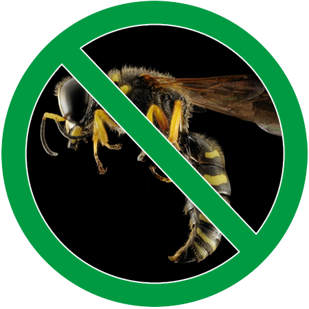 no wasp